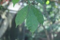 Quassia indica, Niepa Bark Tree, Flowers of India, Ã Â¤Â²Ã Â¥â¹Ã Â¤âÃ Â¤âÃ Â¤Â¡Ã Â¥â¬ Lokhandi, Karinghota, Karingota, Samadera indica